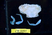 藏品(短漿蟹屬)的圖片